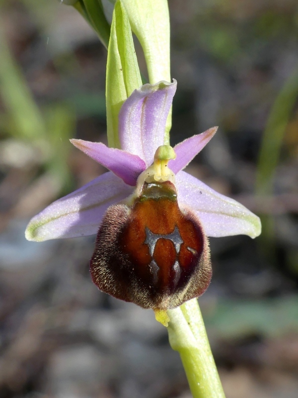 Ophrys crabronifera e la sua variabilit in alcune zone di Lazio e Abruzzo primavera 2018